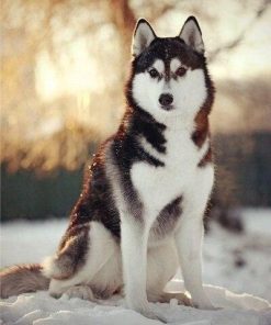 Adorable Husky Paint By Number