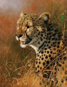 African Cheetah Paint By Number