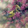 American Goldfinch Paint By Number