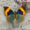 Antique Butterfly Paint By Number