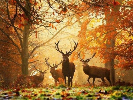 Autumn Deers Paint By Number