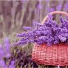 Basket Of Purple Flowers Paint By Number