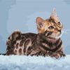 Bengal Cat Paint By Number