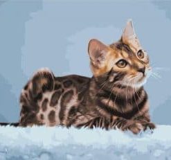 Bengal Cat Paint By Number