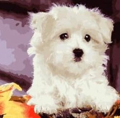 Bichon Frise Paint By Number