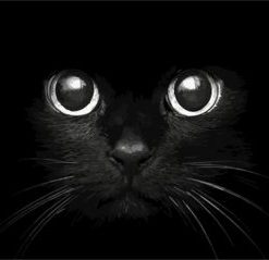 Big Eyes Cat Paint By Number