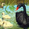 Black Duck Paint By Number