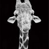 Black And White Giraffe Paint By Number