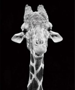 Black And White Giraffe Paint By Number