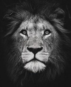 Black And White Lion Paint By Number