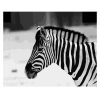 Black And White Zebra Paint By Number