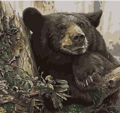 Black Bear In Forest Paint By Number