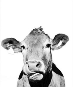 Black And White Cattle Paint By Number