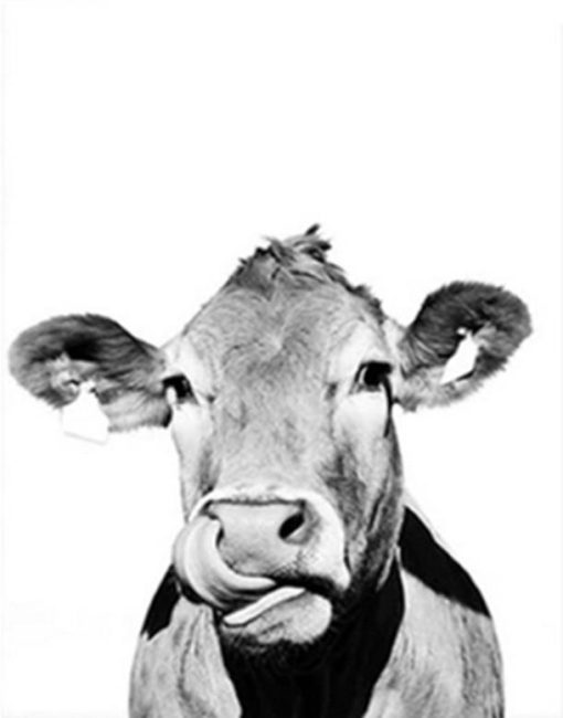 Black And White Cattle Paint By Number