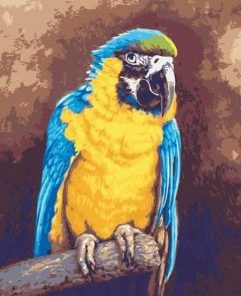 Blue And Gold Macaw Paint By Number