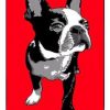 Boston Terrier Paint By Number