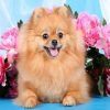 Brown Pomeranian Paint By Number