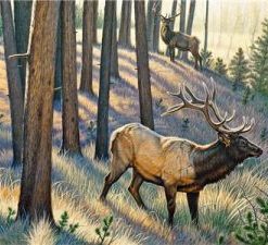 Bull Elk Paint By Number