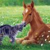 Cat And Horse In The Meadow Paint By Number