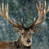 Christmas Snow Deer Paint By Number