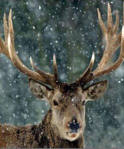 Christmas Snow Deer Paint By Number