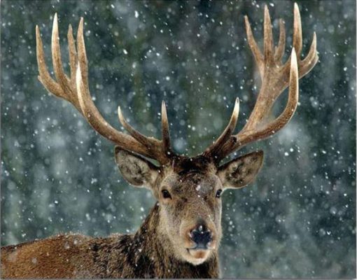 Christmas Snow Deer Paint By Number