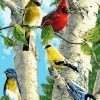 Colorful Cardinals Birds Paint By Number