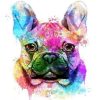 Colorful French Bulldog Paint By Number