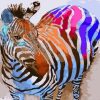 Colorful Zebra Animal Paint By Number