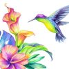 Colourful Humming Bird Paint By Number