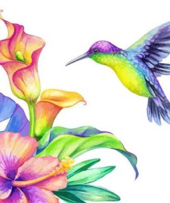 Colourful Humming Bird Paint By Number