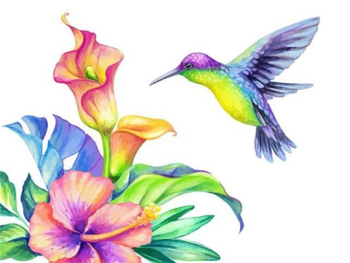 Colourful Humming Bird Paint By Number