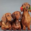 Dachshund Dogs Paint By Number