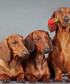 Dachshund Dogs Paint By Number