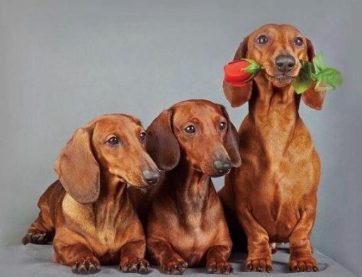 Dachshund Dogs Paint By Number