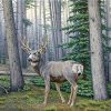 Deer In The Woods Paint By Number