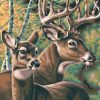 Deers Couple Paint By Number