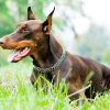 Dobermann Dog Paint By Number