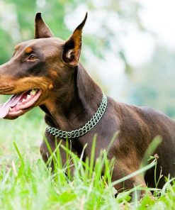 Dobermann Dog Paint By Number