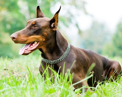 Dobermann Dog Paint By Number