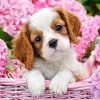 Dog In Flower Basket Paint By Number