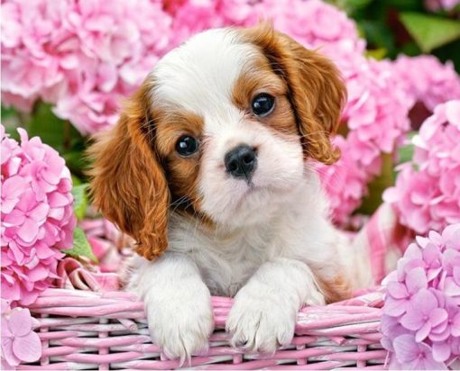 Dog In Flower Basket Paint By Number