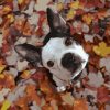 Dog and Leaves Paint By Number