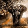 African Elephant Paint By Number