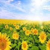 Field of Sunflowers Paint By Number