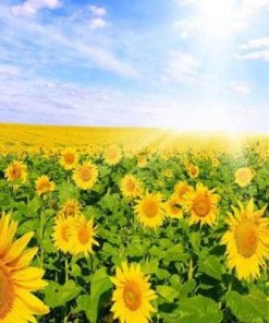 Field of Sunflowers Paint By Number