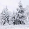 Fir Trees At Snow Paint By Number