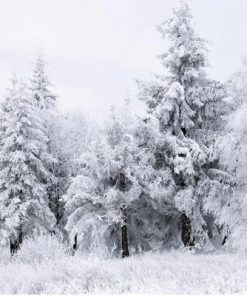 Fir Trees At Snow Paint By Number