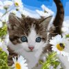 Flowers Cat Paint By Number