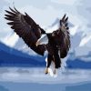 Fluttering Eagle Paint By Number